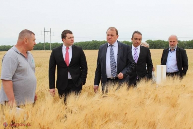 PREMIERĂ // La Drochia crește orz pentru producerea berii