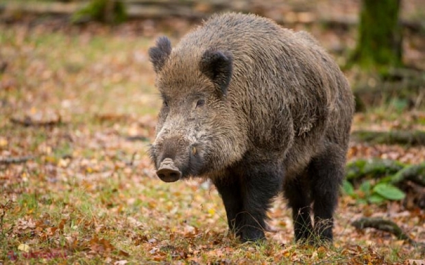 Mistreții, principala sursă de răspândire a pestei porcine: Încă doi porci sălbatici găsiți morți pe teritoriul R. Moldova