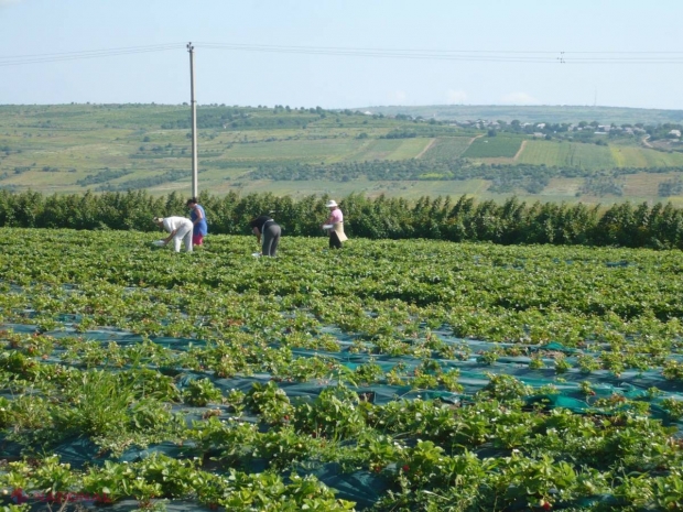 Veste bună pentru agricultori! Vor putea contracta CREDITE cu o dobândă mai mica