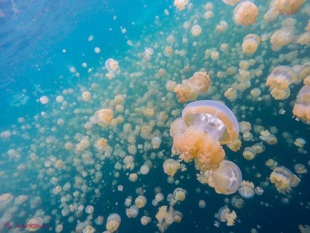 UNIC // Iată cum arată uimitorul lac plin de MEDUZE
