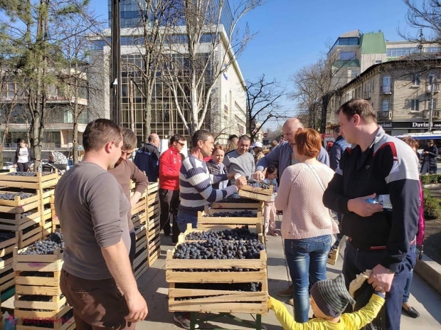 „IA MOLDOVA ACASĂ” // Cantitatea de struguri, vândută la al doilea TÂRG din centrul Chișinăului, de DOUĂ ori mai mare: Inițiatoarea și-a epuizat toate stocurile