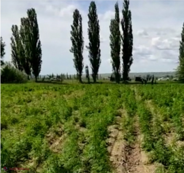 VIDEO // Seceta NU i-a afectat „afacerea” unui „agricultor” de la Căușeni: Lanurile sale cu droguri erau verzi-verzi, dar i-au fost „arate” de oamenii legii