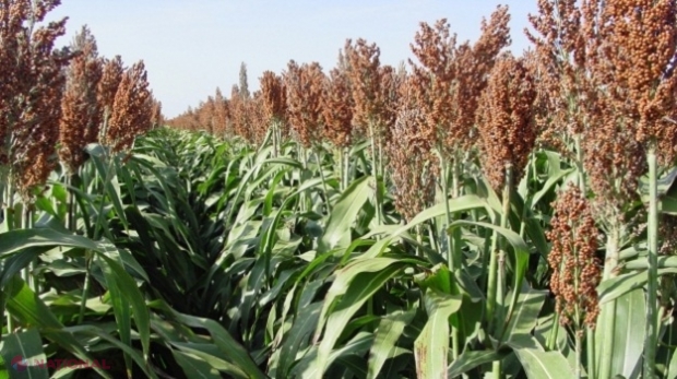 Producătorii de cereale din R. Moldova vor să cultive unul dintre alimentele de bază din Africa, India sau China