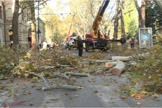 Operațiune de curățare a arborilor, astăzi în centrul Chișinăului