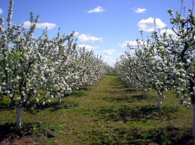 „Partidul Șor” promite că va întoarce statul cu fața spre agricultori