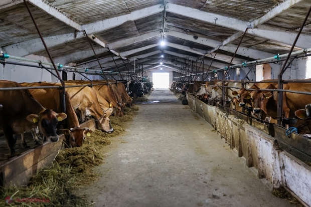 FOTO // A revenit de peste hotare și a deschis o fermă în nordul R. Moldova: În prezent are 150 de vaci și vinde laptele la fabricile din zonă