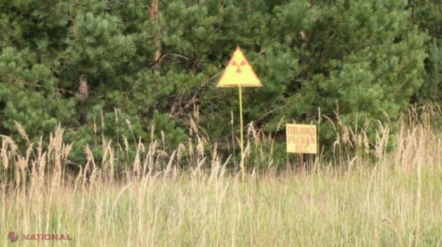 Pădurea-ZOMBI de la Cernobîl: copacii morţi, care refuză să dispară