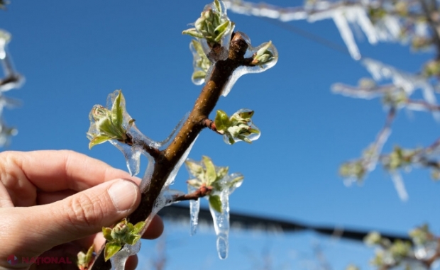 UTIL // Măsuri de prevenire și combatere a înghețurilor de primăvară: Cei mai expuși pericolului sunt caişii, piersicii, vişinii, cireşii, mărul, nucul şi alunul