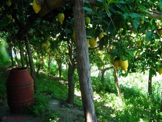 IMPORTANT! Fructele MIRACULOASE ce conţin substanţe mai PUTERNICE decât CHIMIOTERAPIA!