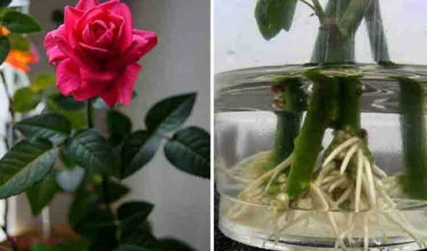 UTIL // Cum poți face trandafirii tăiați să prindă rădăcină…