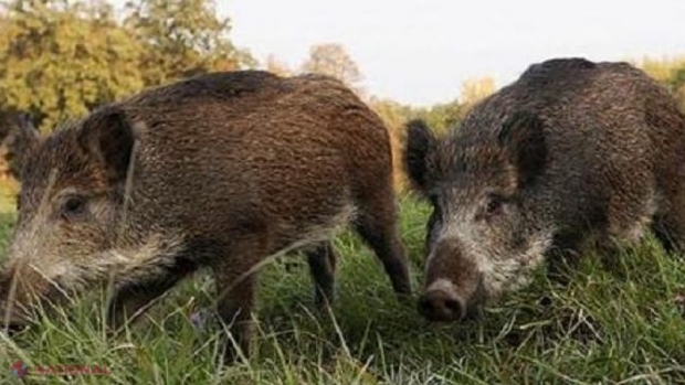 PAGUBĂ URIAȘĂ: Mistreții au distrus 200 DE HECTARE SEMĂNATE CU PORUMB peste Prut