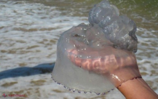 Singura ființă NEMURITOARE de pe Pământ. Întinerește când vrea ea