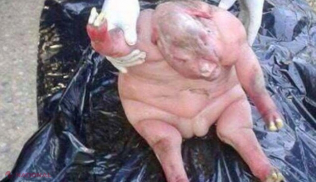 FOTO // Caz ŞOCANT: aceşti localnici trăiesc cu frică după ce o oaie a născut o creatură ''jumătate om jumătate animal'' care a ''fost trimisă de diavol''