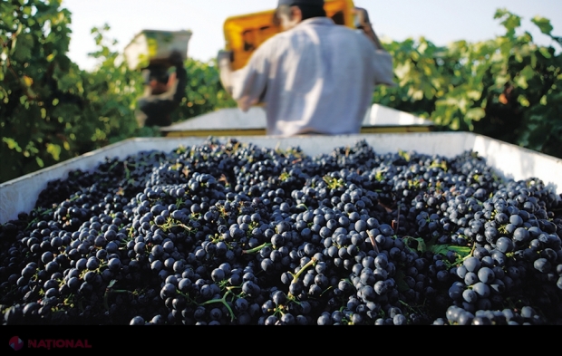 SUPRAPRODUCȚIE de struguri cu 20% în această toamnă: „Până în prezent, întreprinderile vitivinicole din R. Moldova au procesat circa 210 mii de tone de struguri”