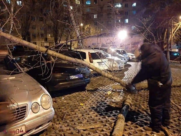 GALERIE FOTO // Copaci și fire electrice, la PĂMÂNT, după vântul puternic de ieri-seară, în Chișinău: Numeroase mașini avariate