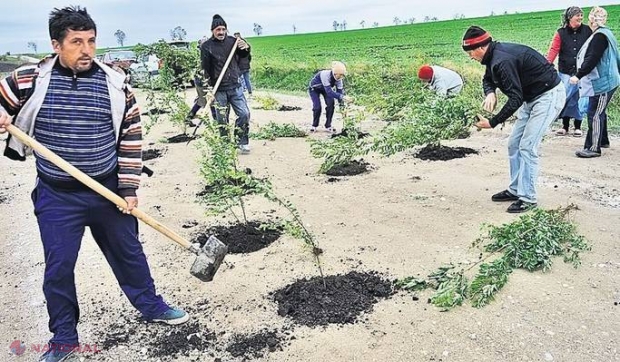 PROTEST inedit. Au plantat COPACI în gropile de pe șosea