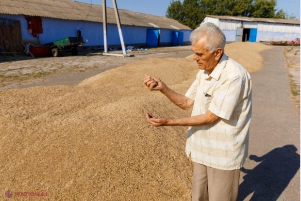 VIDEO // Latifundiar la 82 de ani: Nicolae Micu de la Olișcani prelucrează 94 ha de pământ și deține o fermă de vite