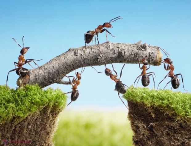 Izolăm grupul sau eliminăm bolnavul? Cum procedează furnicile în cazul epidemiilor