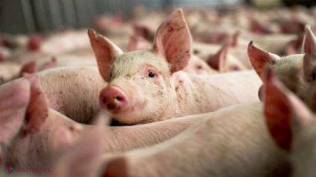 O nouă tulpină de coronavirus creează panică la nivel mondial: Coronavirusul porcilor se poate transmite la om
