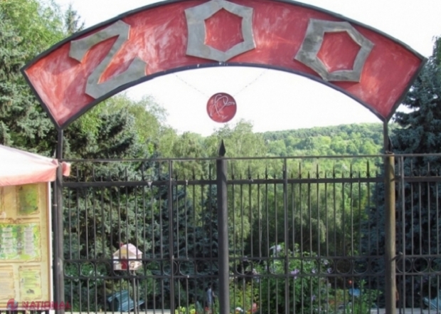 Leii de la Grădina Zoologică din Chișinău au PIERIT