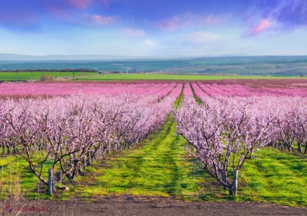 Pericolul îngheţului pentru agricultură şi livezi. Pagubele aşteptate după ninsorile şi gerul din aceste zile