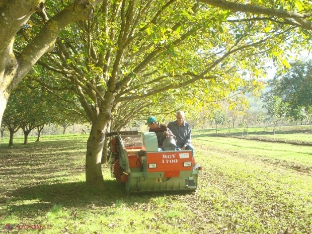 Reţeta SUCCESULUI în agricultură: Plantaţia cu care reuşeşti să-ţi recuperezi investiţia de 100 de ori