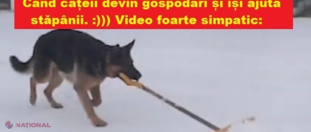 VIDEO simpatic despre cei mai devotați prieteni ai omului