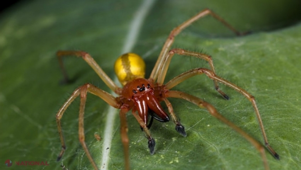 AVERTISMENT // Unul dintre cei mai otrăvitori păianjeni din lume, descoperit în R. Moldova