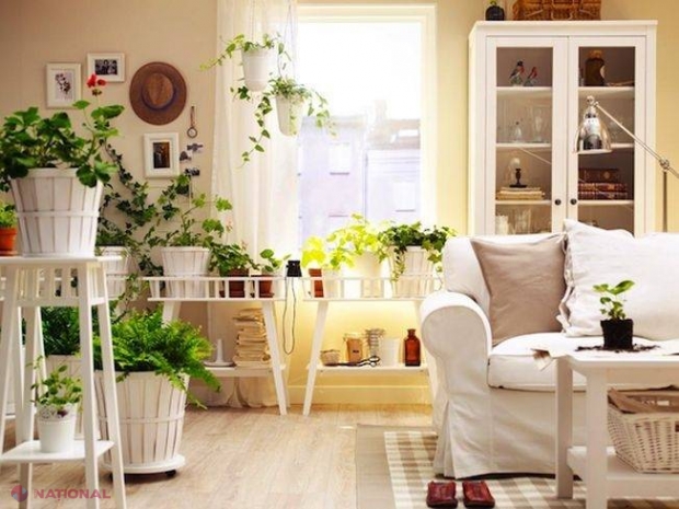 ATENȚIE! Planta din locuința dumneavoastră care vă poate OTRĂVI