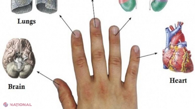 Știai că fiecare deget este conectat cu două organe? Te poți vindeca în cinci minute
