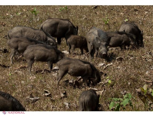 Un caz de PESTĂ PORCINĂ, înregistrat în R. Moldova, la câțiva metri de râul Prut