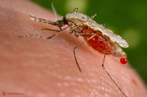 Numărul cazurilor de MALARIE, boală provocată de țânțari, a crescut de ȘASE ori în R. Moldova în ultimul an