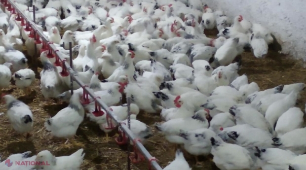 EMBARGO // Federația Rusă atacă din nou: A interzis importul de carne de pasăre și ouă din R. Moldova