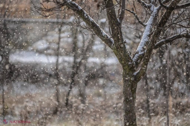 PAGUBE // Plantații întregi de nuci au ÎNGHEȚAT. Cireșii, vișinii și caișii, AFECTAȚI