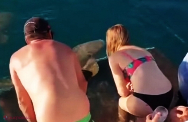 VIDEO //A vrut să hrănească un rechin, însă a avut parte de coșmarul vieții!