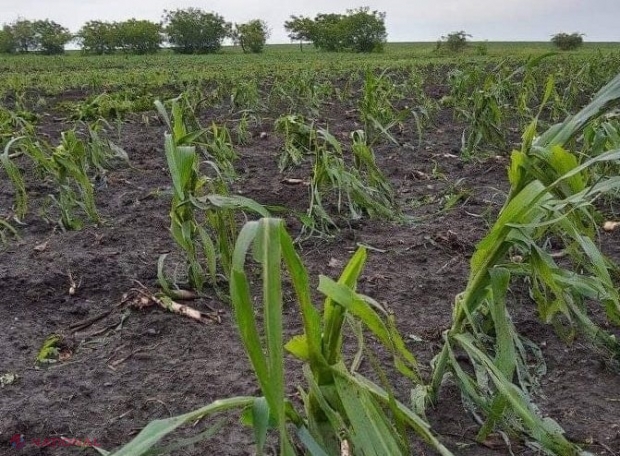 Peste 2 500 de hectare cu diverse culturi agricole, DISTRUSE de ploile din ultimele zile: Cele mai afectate localități