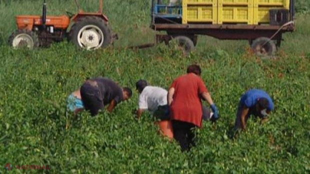 SCLAVI la o fermă din Italia. Au intervenit carabinierii