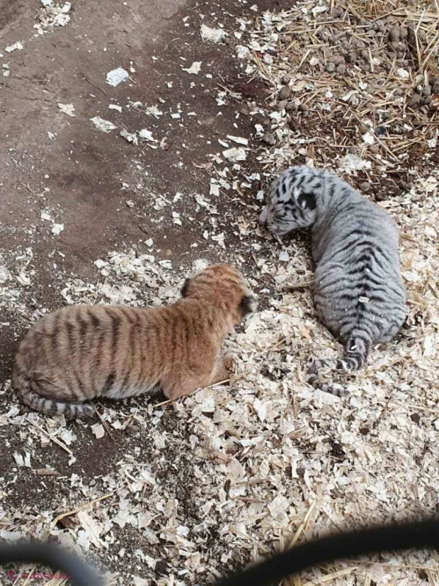 FOTO // Minune la Grădina Zoologică din Chișinău. Tigroaica Basea a fătat doi pui – unul ALB și altul roșcat
