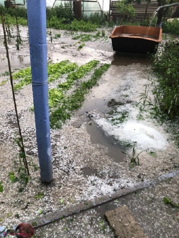 METEO // Cod galben de ploi, GRINDINĂ și VIJELIE în R. Moldova: Gheața căzută astăzi a compromis grădini din Basarabeasca și Cimișlia  