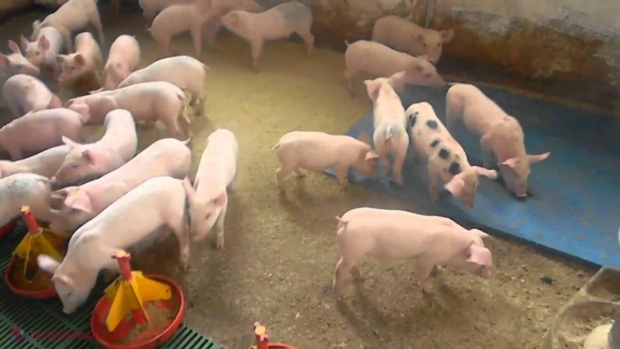 Aproximativ 60 de mii de porci de la o fermă din Rusia vor fi UCIȘI