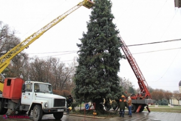 SONDAJUL BRADULUI: Mii de chișinăueni optează pentru un pom de Crăciun ARTIFICIAL 