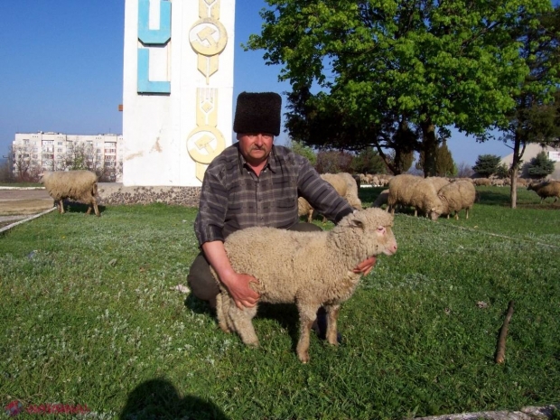 În ajun de Paști: Cât costă MIEII la stânele din R. Moldova?