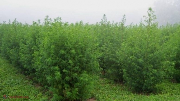 Descoperire UIMITOARE! Planta care ucide 98% din celulele CANCEROASE în 16 ore. Se găsește și în R. Moldova