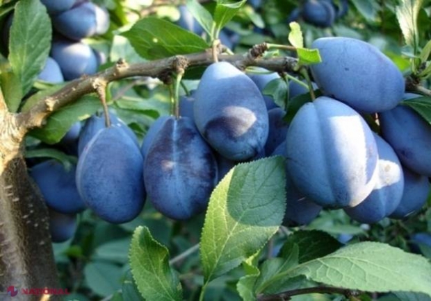 Exportul de PRUNE din R. Moldova pe piața UE s-a majorat cu 40% în acest an: În ce țări au ajuns cele mai multe fructe autohtone