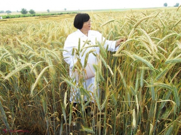 „Câmpul minunilor” de la Aeroport