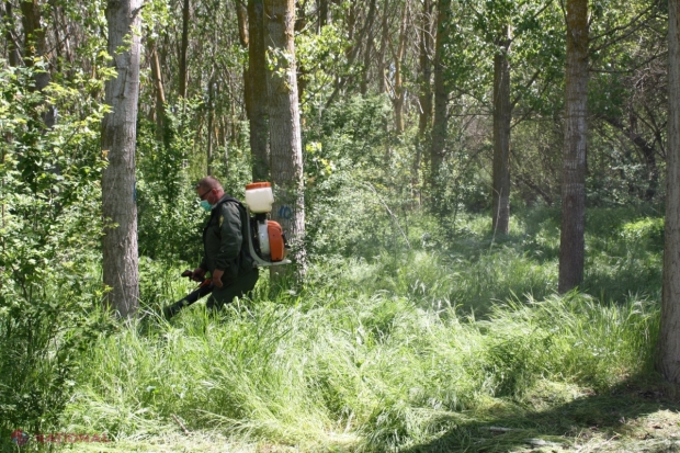 Pădurarii din R. Moldova învață de la colegii din România cum să protejeze pădurile: Metode noi pentru combaterea dăunătorilor