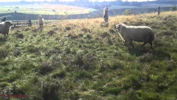 Un pensionar a fost ucis de un BERBEC în stânga Nistrului. Animalul agresiv i-a aplicat victimei mai multe lovituri cu coarnele