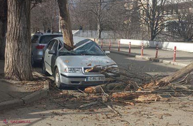 FOTO // O mașină a fost făcută zob în Chișinău, după ce un copac a căzut din senin peste ea. Incidentul a avut loc la Telecentru, lângă o instituție medicală